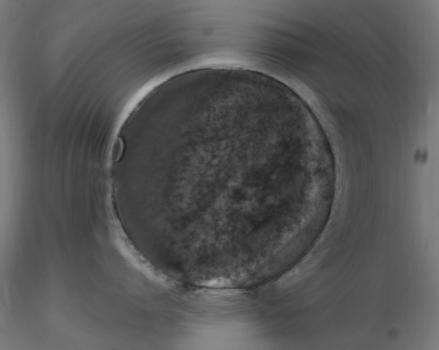 X0000116780864201001071236