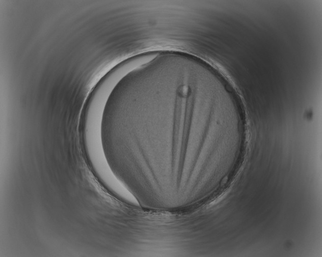 X0000116780885201001071235