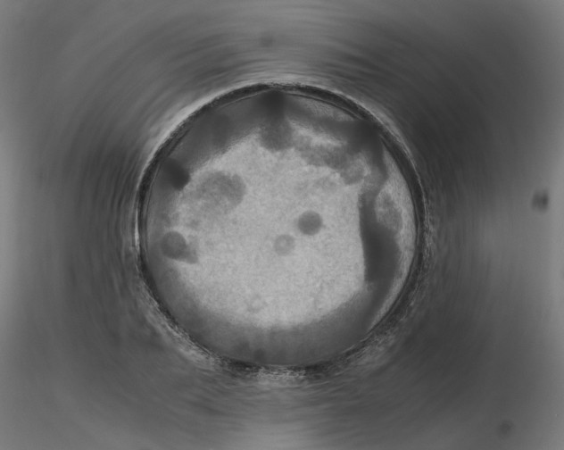 X0000116780887201001071235