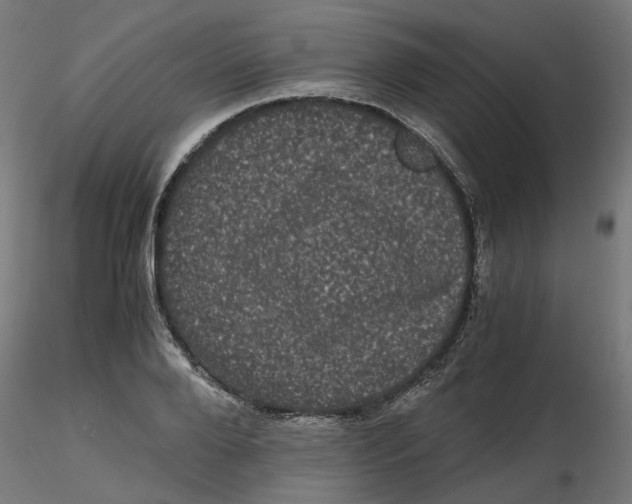 X0000116780888201001071235