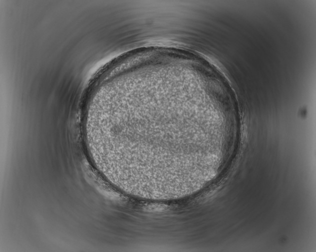 X0000116780971201001071233