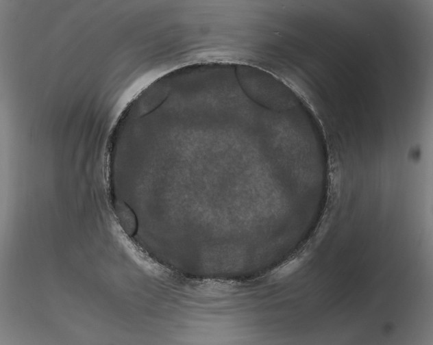 X0000116780981201001071233