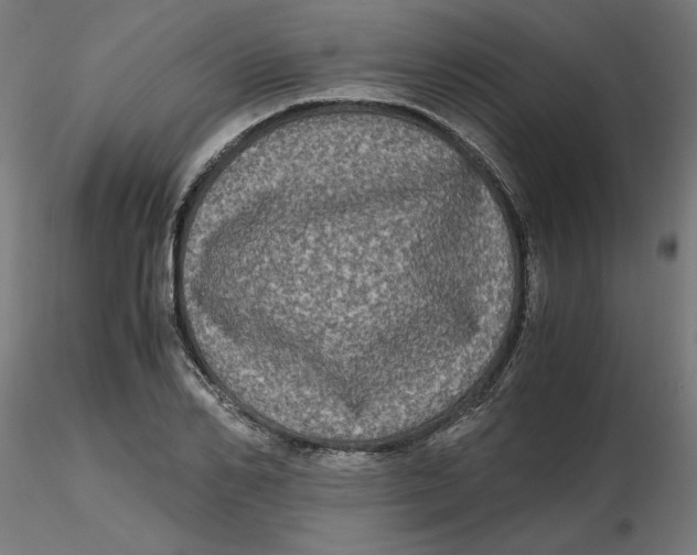 X0000116780982201001071233