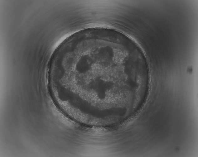 X0000116780983201001071233