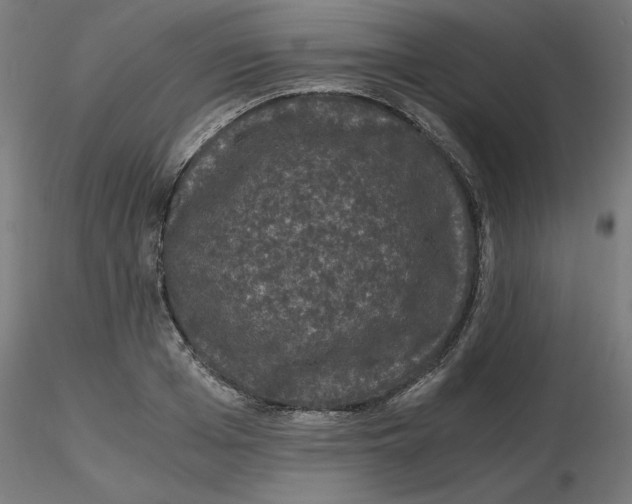 X0000116780985201001071233