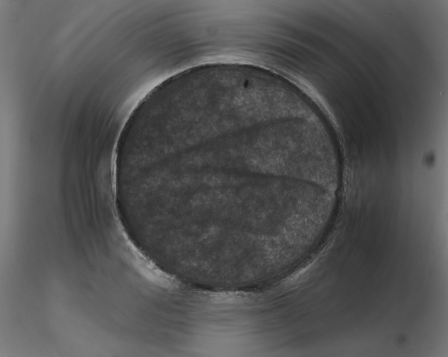 X0000116780988201001071233