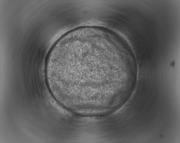 X0000116780990201001071233