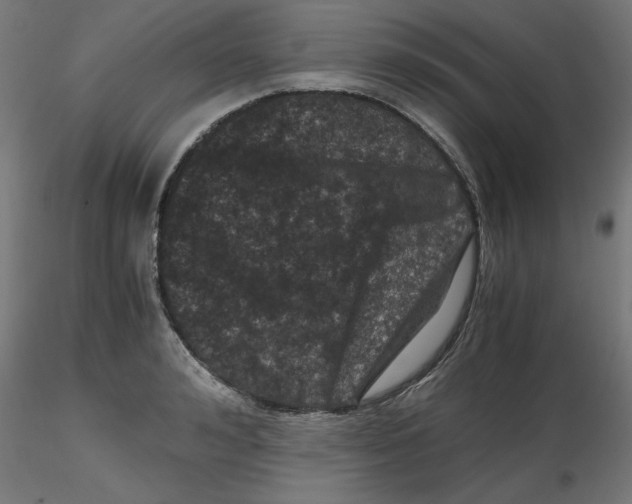 X0000116780992201001071233