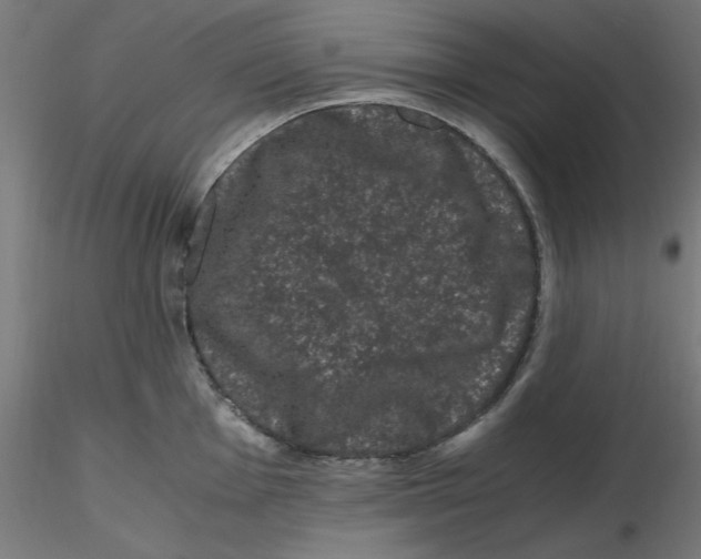 X0000116781001201001071233