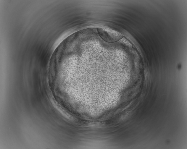 X0000116781002201001071233