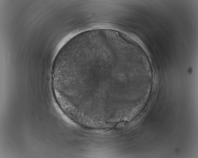 X0000116781005201001071233