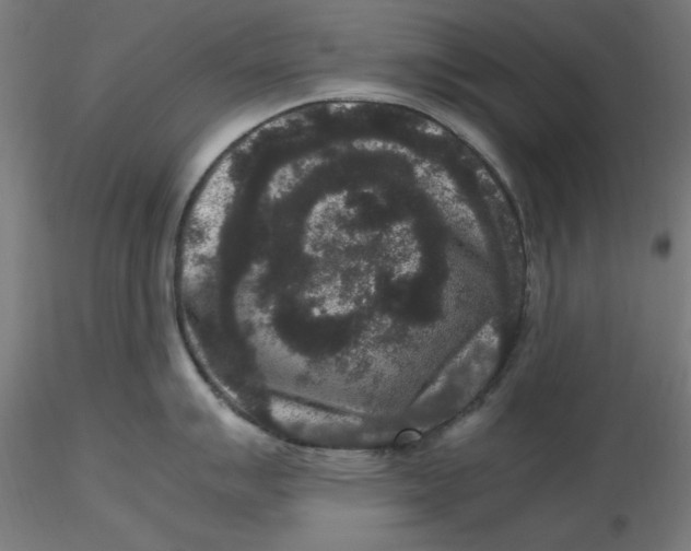 X0000116781007201001071233