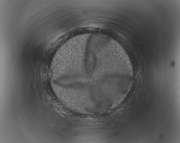 X0000116781014201001071232