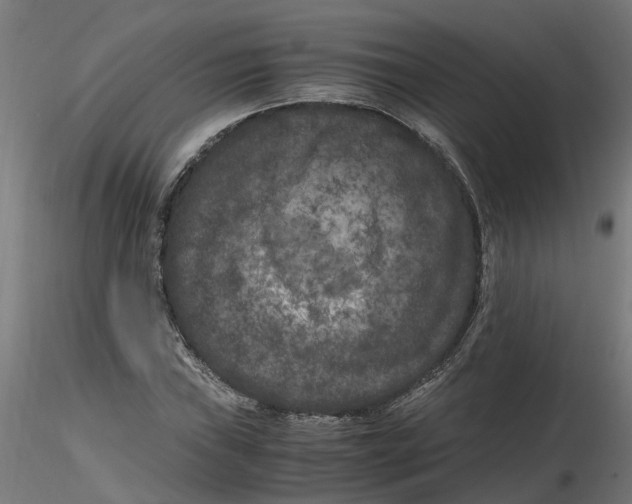 X0000116781019201001071232