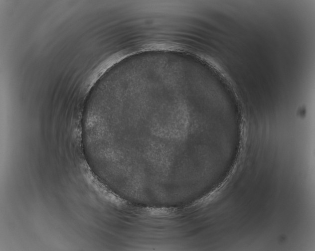 X0000116781025201001071233