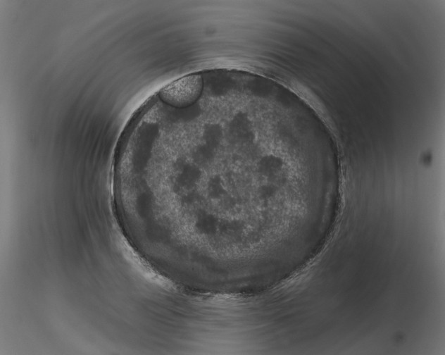 X0000116781028201001071233