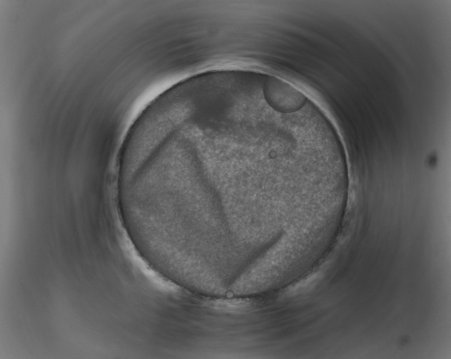 X0000116781053201001071233