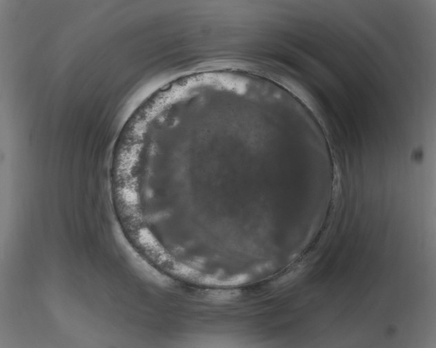 X0000116781055201001071233