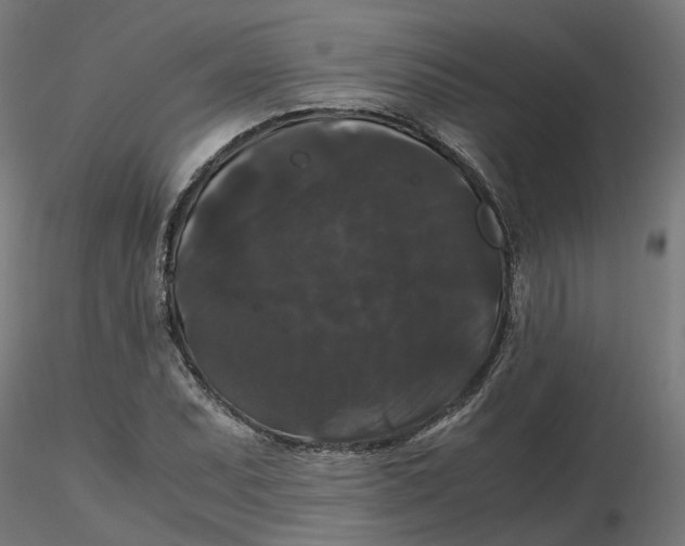 X0000116781071201001071232