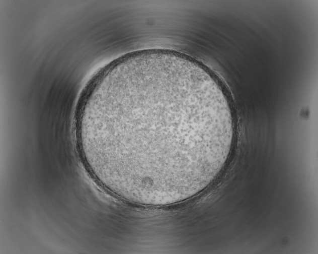 X0000116781072201001071232