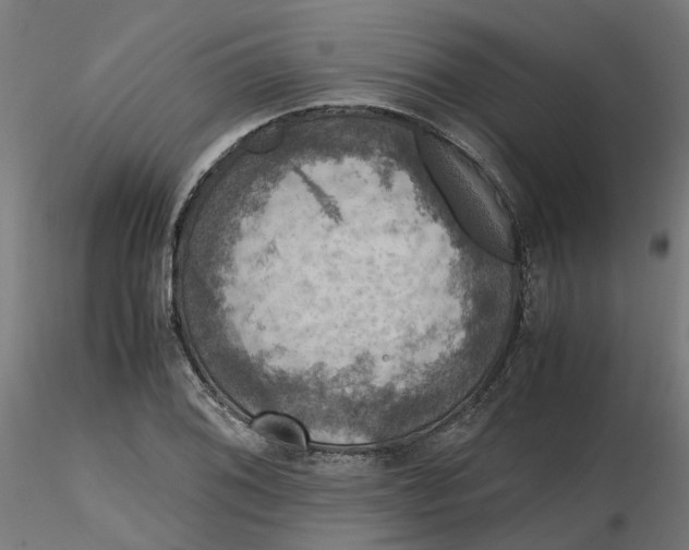 X0000116781076201001071232