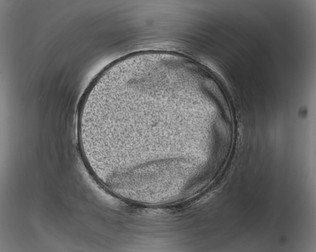 X0000116781079201001071232