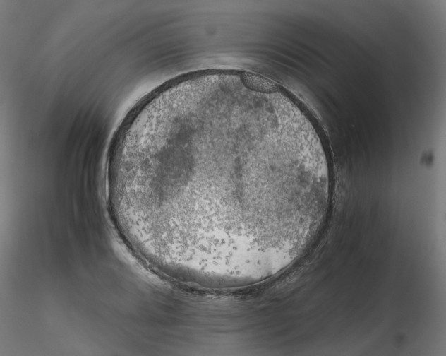 X0000116781080201001071232