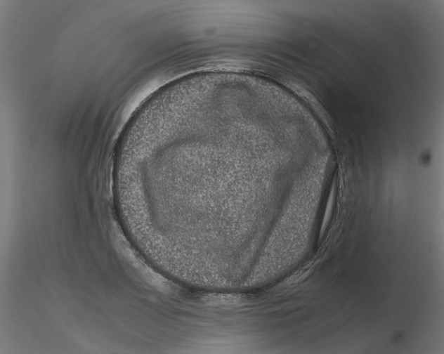 X0000116781083201001071232