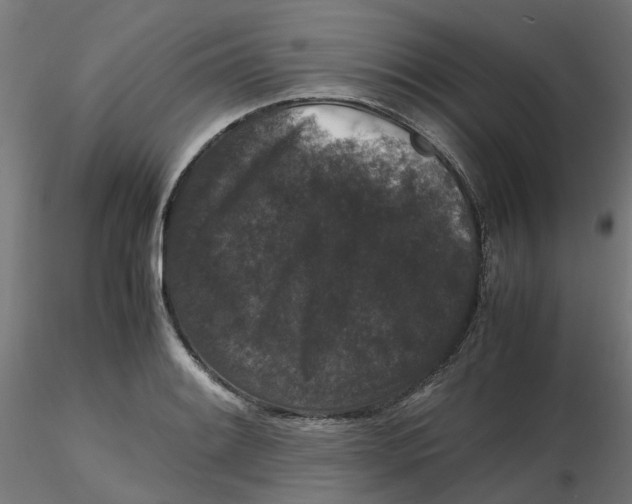 X0000116781084201001071232