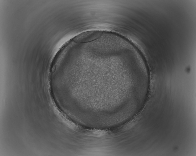 X0000116781085201001071232