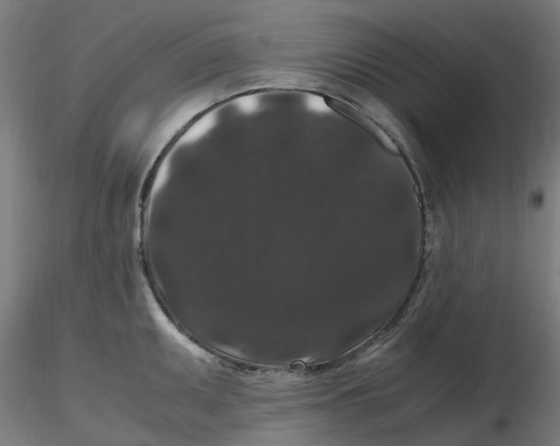 X0000116781095201001071232