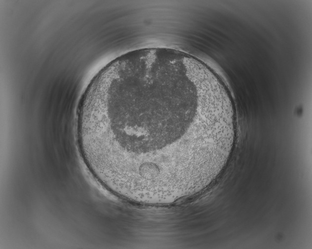 X0000116781096201001071232