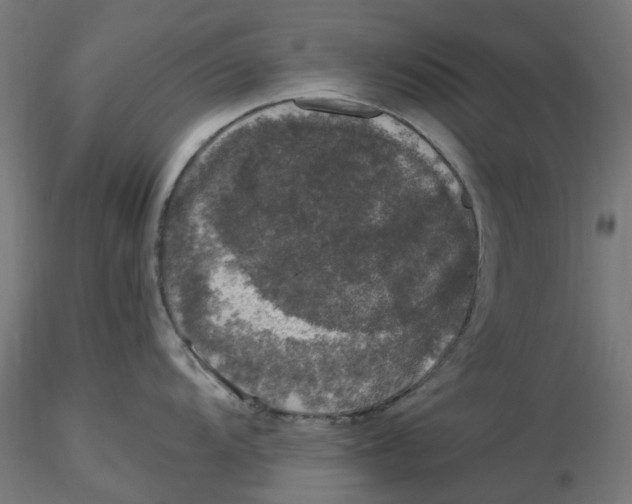 X0000116781104201001071232