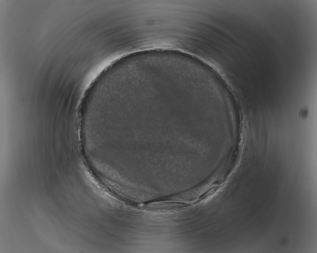 X0000116781118201001071231