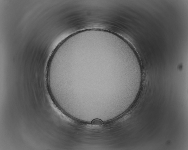 X0000116781135201001071231