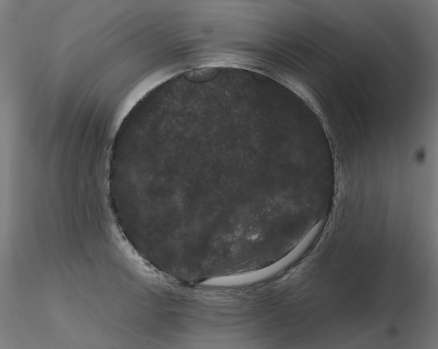 X0000116781138201001071231