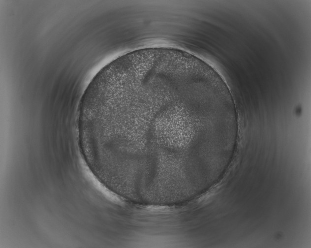 X0000116781142201001071232