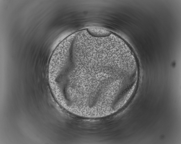 X0000116781145201001071232