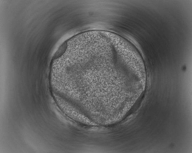 X0000116781146201001071232