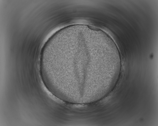 X0000116781147201001071232