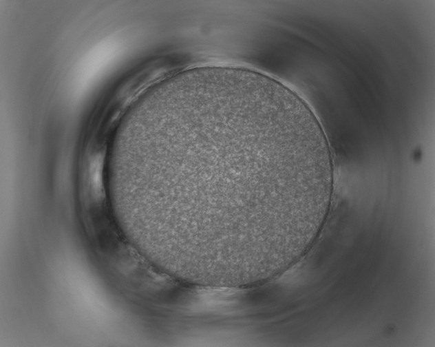 X0000116781150201001071232