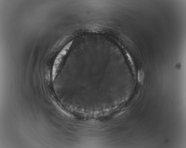 X0000116781155201001071231