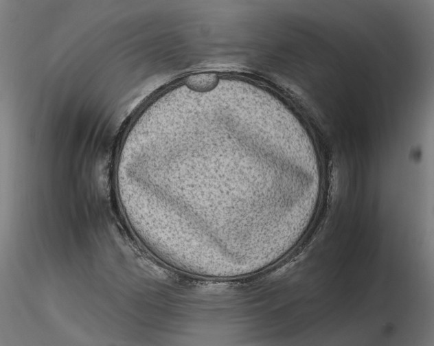 X0000116781162201001071231