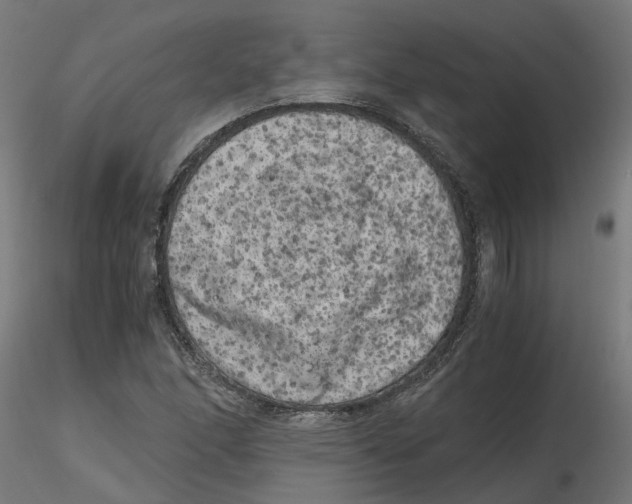 X0000116781166201001071231