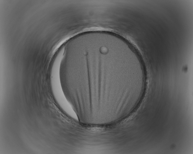 X0000116781173201001071231