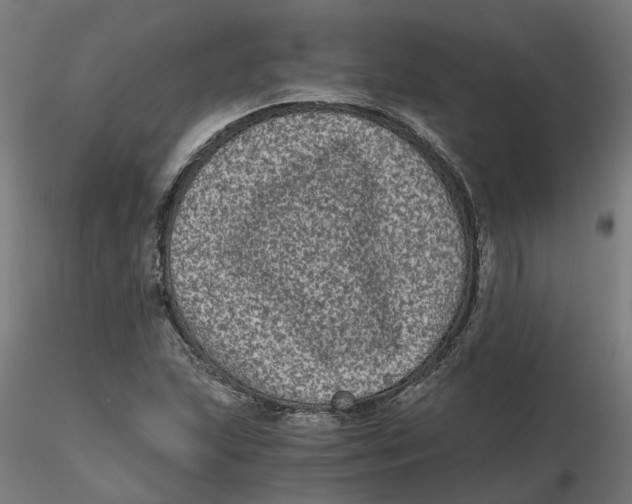 X0000116781215201001071230