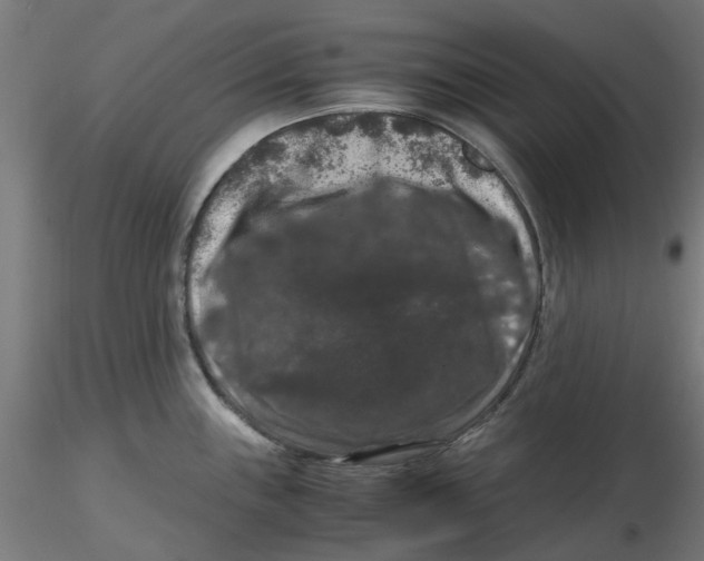 X0000116781243201001071230