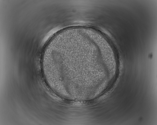 X0000116781259201001071230