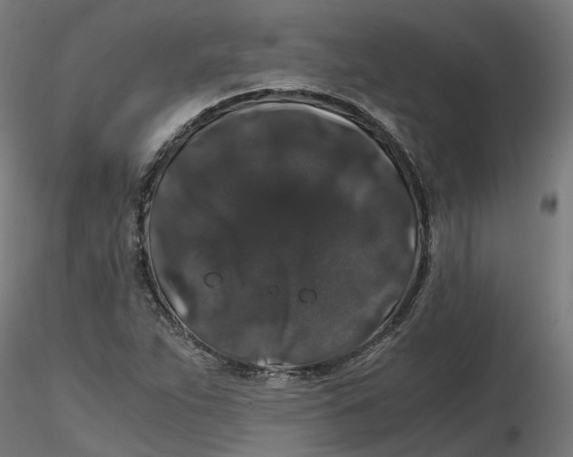 X0000116781263201001071229