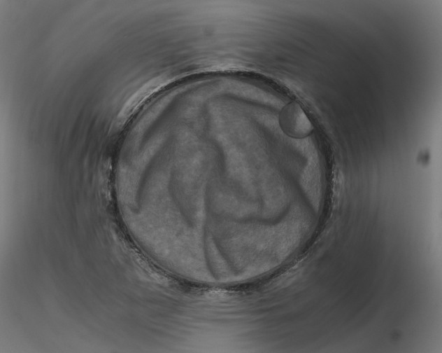 X0000116781265201001071229